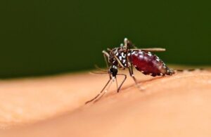 Malaria: Penyakit Tropis yang Masih Mengancam Dunia