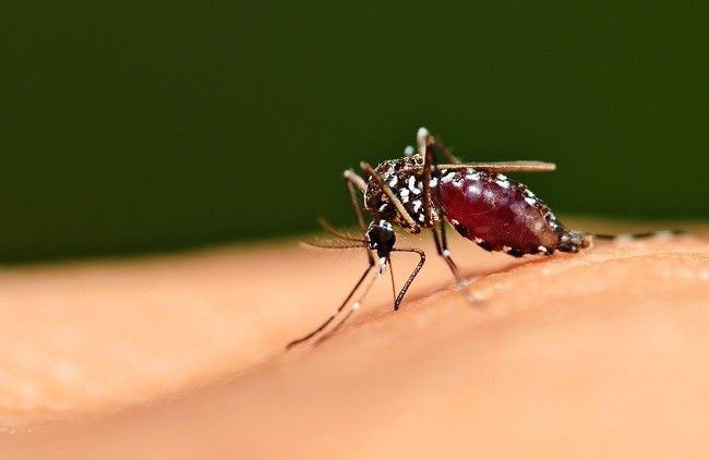 Malaria: Penyakit Tropis yang Masih Mengancam Dunia