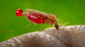 Malaria: Penyakit Menular yang Masih Mengancam Dunia