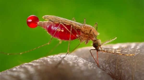 Malaria: Penyakit Menular yang Masih Mengancam Dunia