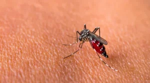 Demam Berdarah Dengue: Penyakit yang Perlu Diwaspadai