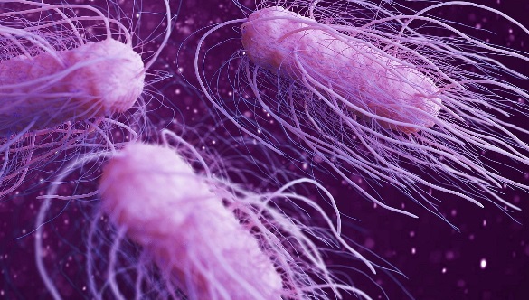Wabah Salmonella: Ancaman Kesehatan Global dan Upaya Pencegahannya