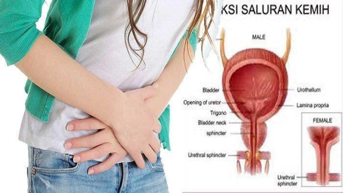 Infeksi Saluran Kemih: Penyakit yang Perlu Diwaspadai